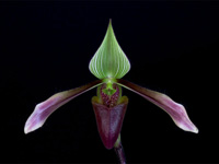 Paphiopedilum dayanum