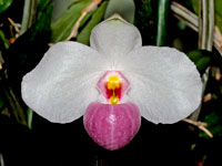 Paphiopedilum delenatii Paphiopedilum delenatii