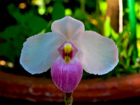 Paphiopedilum delenatii Paphiopedilum delenatii