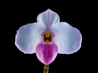 Paphiopedilum delenatii Paphiopedilum delenatii