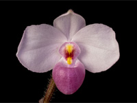 Paphiopedilum delenatii Paphiopedilum delenatii