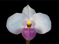 Paphiopedilum delenatii Paphiopedilum delenatii
