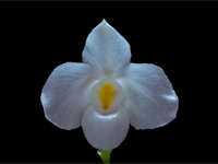 Paphiopedilum delenatii f.album Paphiopedilum delenatii f.album