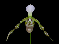 Paphiopedilum dianthum Paphiopedilum dianthum