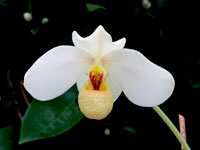 Paphiopedilum emersonii Paphiopedilum emersonii