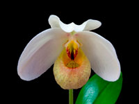 Paphiopedilum emersonii Paphiopedilum emersonii