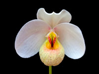 Paphiopedilum emersonii