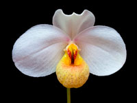 Paphiopedilum emersonii