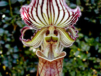 Paphiopedilum fairrieanum