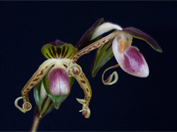 Paphiopedilum gigantifolium