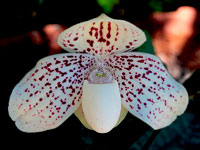 Paphiopedilum godefroyae