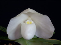 Paphiopedilum godefroyae f.album Paphiopedilum godefroyae f.album