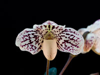 Paphiopedilum godefroyae Paphiopedilum godefroyae