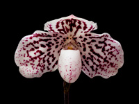 Paphiopedilum godefroyae