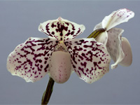 Paphiopedilum godefroyae