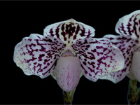 Paphiopedilum godefroyae