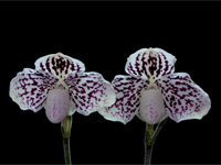 Paphiopedilum godefroyae