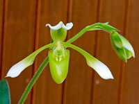 Paphiopedilum haynaldianum f.album