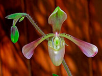 Paphiopedilum haynaldianum