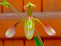 Paphiopedilum haynaldianum