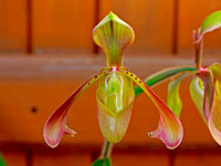 Paphiopedilum haynaldianum Paphiopedilum haynaldianum