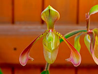 Paphiopedilum haynaldianum