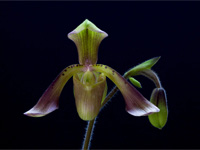 Paphiopedilum haynaldianum