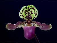 Paphiopedilum henryanum