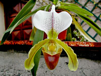 Paphiopedilum insigne x spicerianum