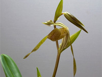 Paphiopedilum kolopakingii Paphiopedilum kolopakingii