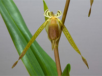 Paphiopedilum kolopakingii Paphiopedilum kolopakingii