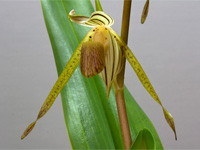 Paphiopedilum kolopakingii Paphiopedilum kolopakingii
