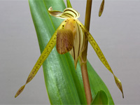 Paphiopedilum kolopakingii