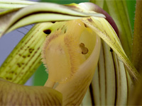 Paphiopedilum kolopakingii Paphiopedilum kolopakingii