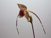 Paphiopedilum Lady Isabel x anitum