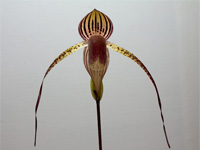 Paphiopedilum Lady Isabel x anitum