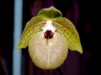 Paphiopedilum malipoense Paphiopedilum malipoense