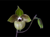 Paphiopedilum malipoense Paphiopedilum malipoense