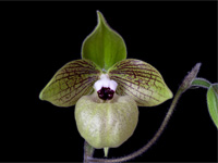 Paphiopedilum malipoense Paphiopedilum malipoense