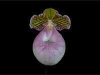 Paphiopedilum micranthum Paphiopedilum micranthum