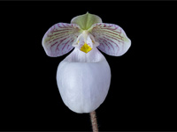 Paphiopedilum micranthum subsp.eburneum Paphiopedilum micranthum subsp.eburneum