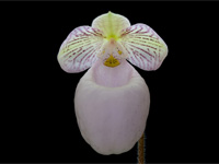 Paphiopedilum micranthum subsp.eburneum Paphiopedilum micranthum subsp.eburneum