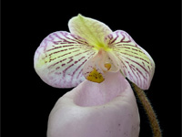 Paphiopedilum micranthum subsp.eburneum Paphiopedilum micranthum subsp.eburneum