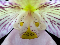 Paphiopedilum micranthum subsp.eburneum Paphiopedilum micranthum subsp.eburneum