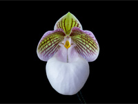 Paphiopedilum micranthum subsp.eburneum Paphiopedilum micranthum subsp.eburneum