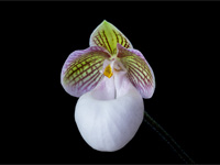 Paphiopedilum micranthum subsp.eburneum Paphiopedilum micranthum subsp.eburneum