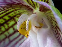 Paphiopedilum micranthum subsp.eburneum Paphiopedilum micranthum subsp.eburneum