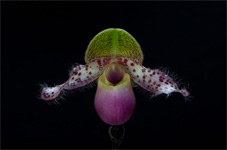 Paphiopedilum moquetteanum Paphiopedilum moquetteanum