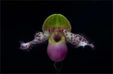 Paphiopedilum moquetteanum