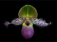 Paphiopedilum moquetteanum